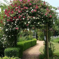 Фотообои Divino Decor Дорожка под аркой B-007 200х270 см
