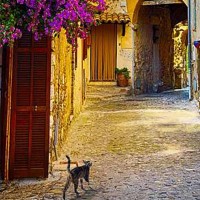 Фотообои Divino Decor Кошка A-069 100х270 см