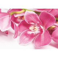 Фотообои BeIlissimo Орхидея В-044 200х140 см
