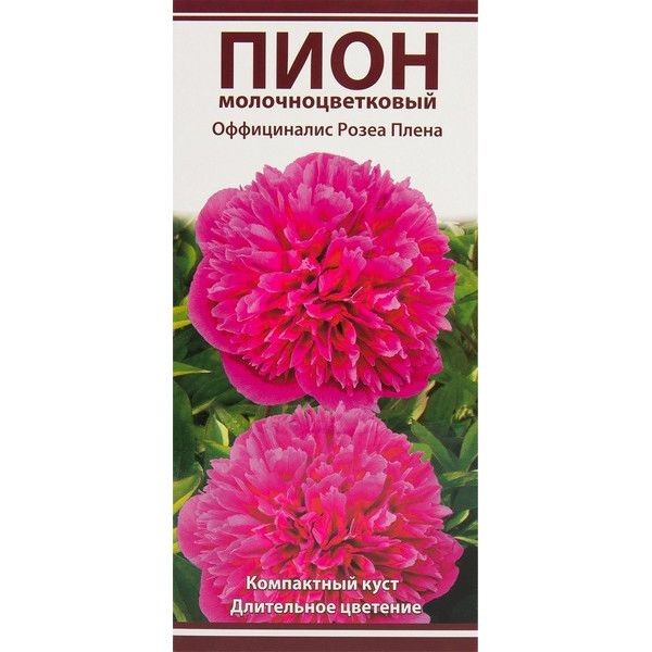 Пионы травян Оффициналис Розеа Плена