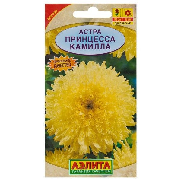 Астра «Принцесса Камилла»
