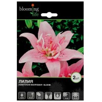 Лилия азиатская махровая «Элоди»