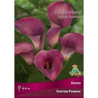 Калла «Кэптин Романс»