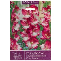 Гладиолус крупноцветковый «Кум Лауде»