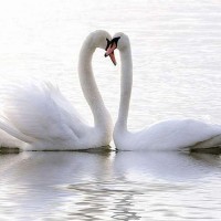 Фотообои Divino Decor Нежность A-057 200х147 см