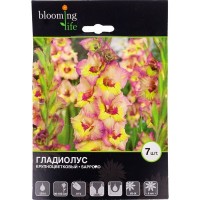 Гладиолус крупноцветковый «Саппоро»