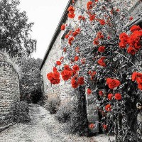 Фотообои Divino Decor Красные розы D-043 300х270 см