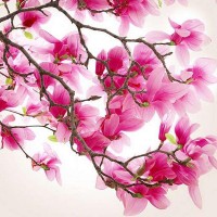 Фотообои Divino Decor Магнолия C-148 300х270 см