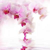 Фотообои Divino Decor Розовая орхидея D-070 300х270 см