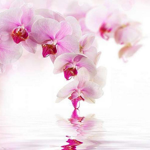 Фотообои Divino Decor Розовая орхидея D-070 300х270 см