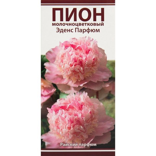 Пионы травянистые Эденс Парфюм