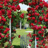 Фотообои Divino Decor Выход к беседке D-074 200х270 см