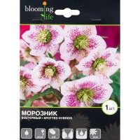 Морозник «Споттед Хайбридс»
