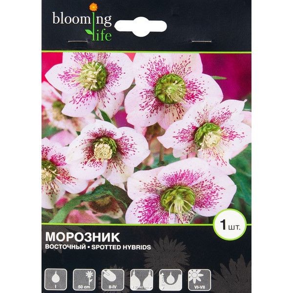 Морозник «Споттед Хайбридс»