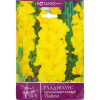 Гладиолус крупноцветковый «Владимир»