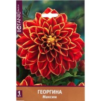 Георгина декоративная «Максим»