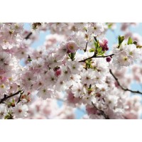 Фотообои Komar Spring 8-507 368х254 см