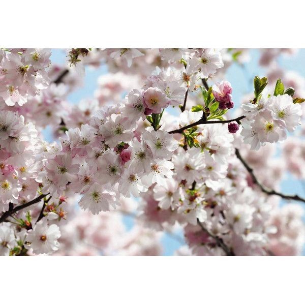 Фотообои Komar Spring 8-507 368х254 см