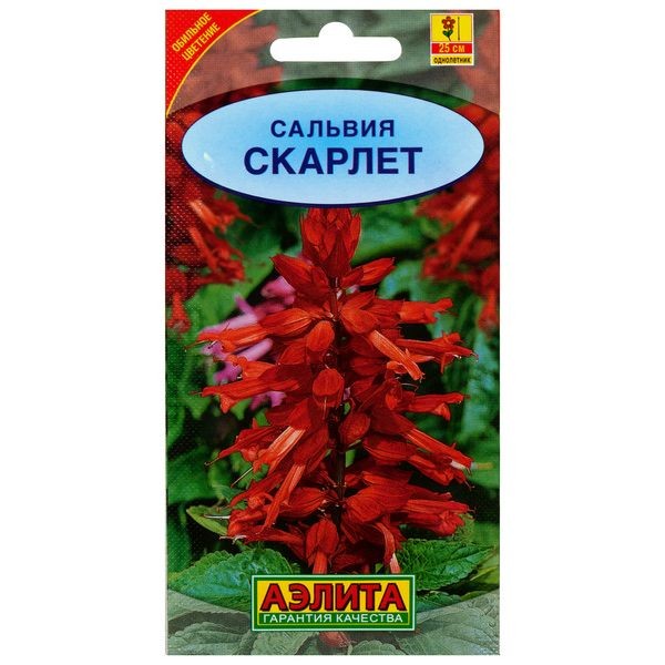 Сальвия сверкающая «Скарлет»