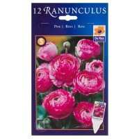 Лютик «Розовый»