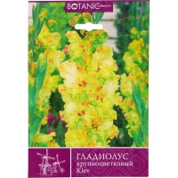 Гладиолус крупноцветковый «Киев»