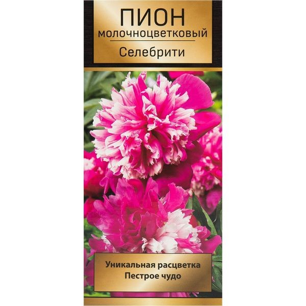 Пионы травянистые Селебрити