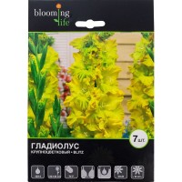 Гладиолус крупноцветковый «Блиц»