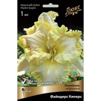 Лилейник гибридный «Файндерс Киперс» разбор I