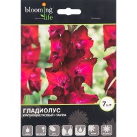 Гладиолус крупноцветковый «Тавира»