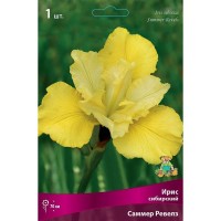 Ирис сибирский Саммер Ревелз