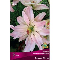 Лилия азиатская махровая «Спринг Пинк»