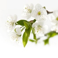 Фотообои Твоя планета С6-088 204х194 см