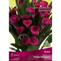 Калла «Ройал Принцесс»