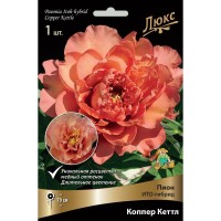 Пион ито-гибрид «Коппер Кеттл» разбор 2-3