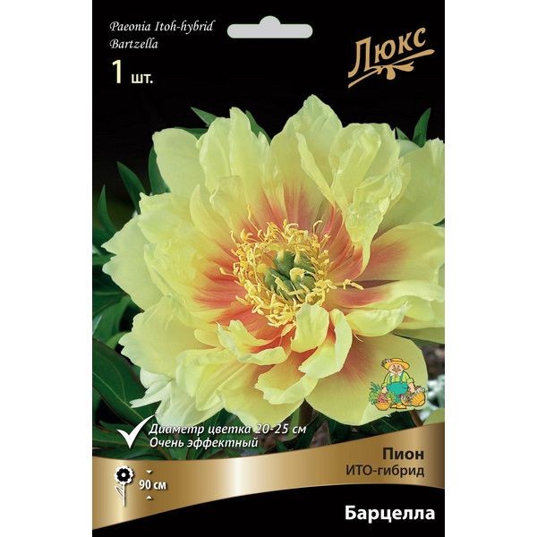 Пионы ИТО-гибрид Барцелла