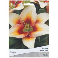 Лилия азиатская «Тинос»