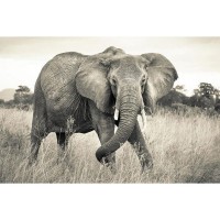 Фотообои Komar Elephant XXL4-529 368х248 см
