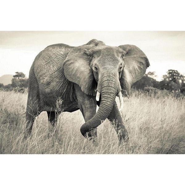 Фотообои Komar Elephant XXL4-529 368х248 см