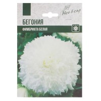 Бегония «Фимбриата», цвет белый