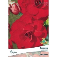 Бегония махровая Скарлет луковица 5/6
