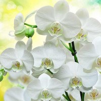 Фотообои Divino Decor Белые орхидеи B-085 300х270 см