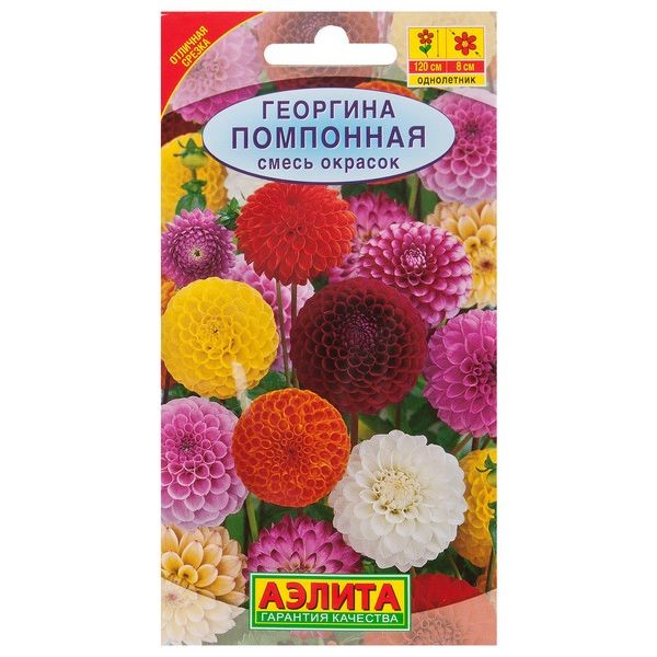 Георгина помпонная смесь окрасок