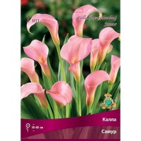 Калла «Самур»