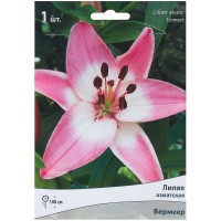 Лилия азиатская «Вермеер»