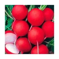 Семена Редис «Сакса» РС