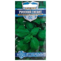 Семена Базилик зелёный «Русский гигант»