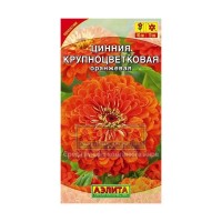 Циния крупноцветковая оранжевая