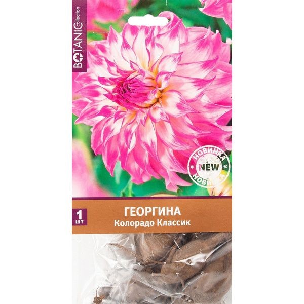 Георгина «Колорадо Классик»