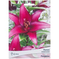 Лилия азиатская «Ландини»