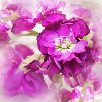 Фотообои Divino Decor Цветы дымка D-006 300х270 см